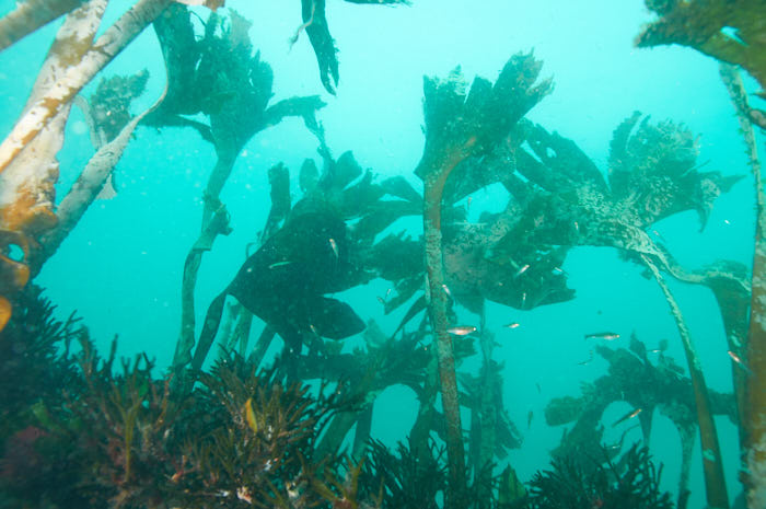 AHU6723 - ciesub