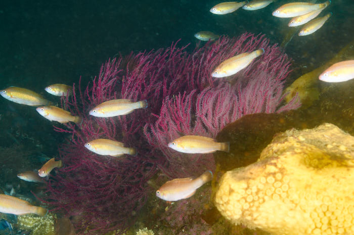 AHU6956 - ciesub
