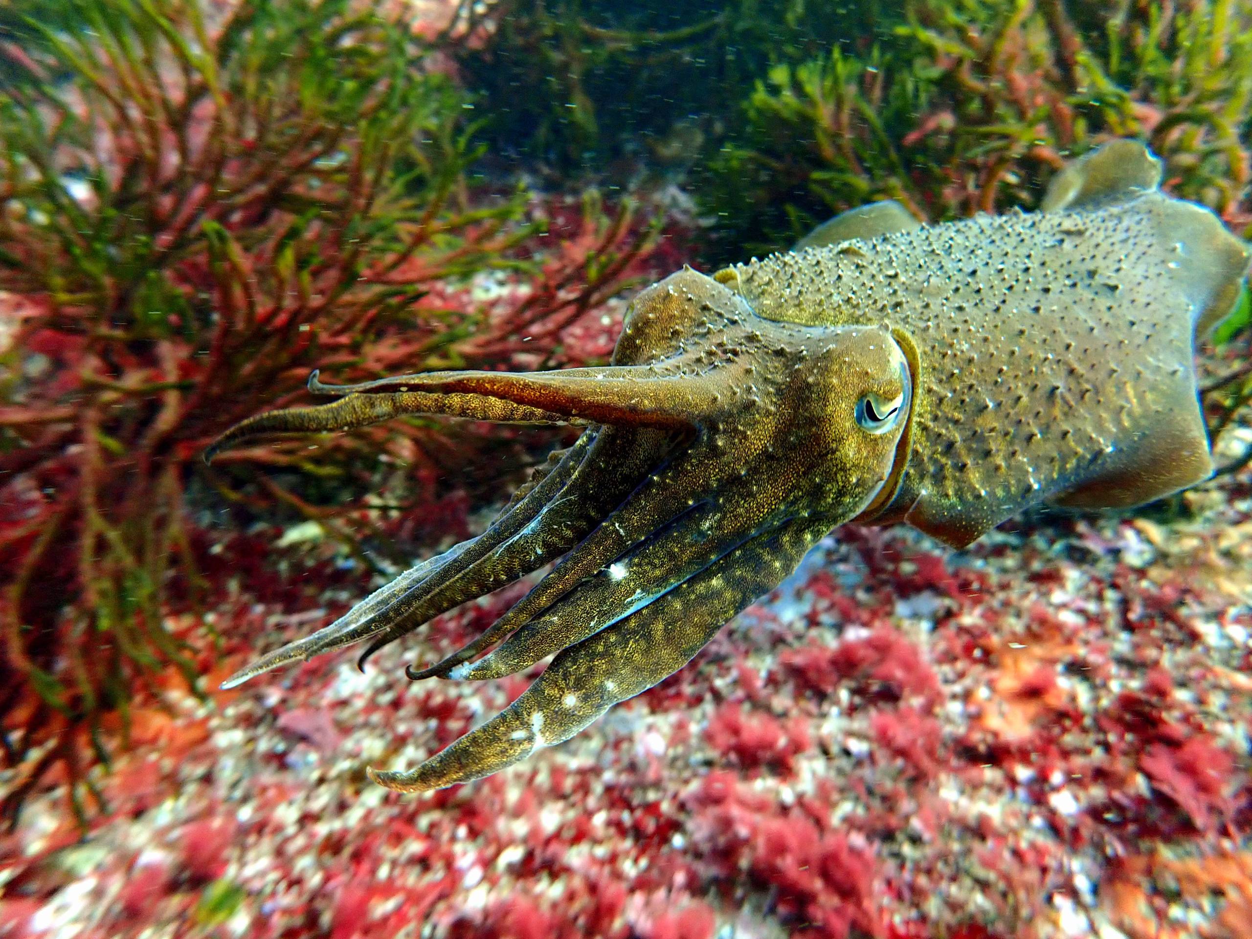 Z chocoPA200152 scaled - ciesub