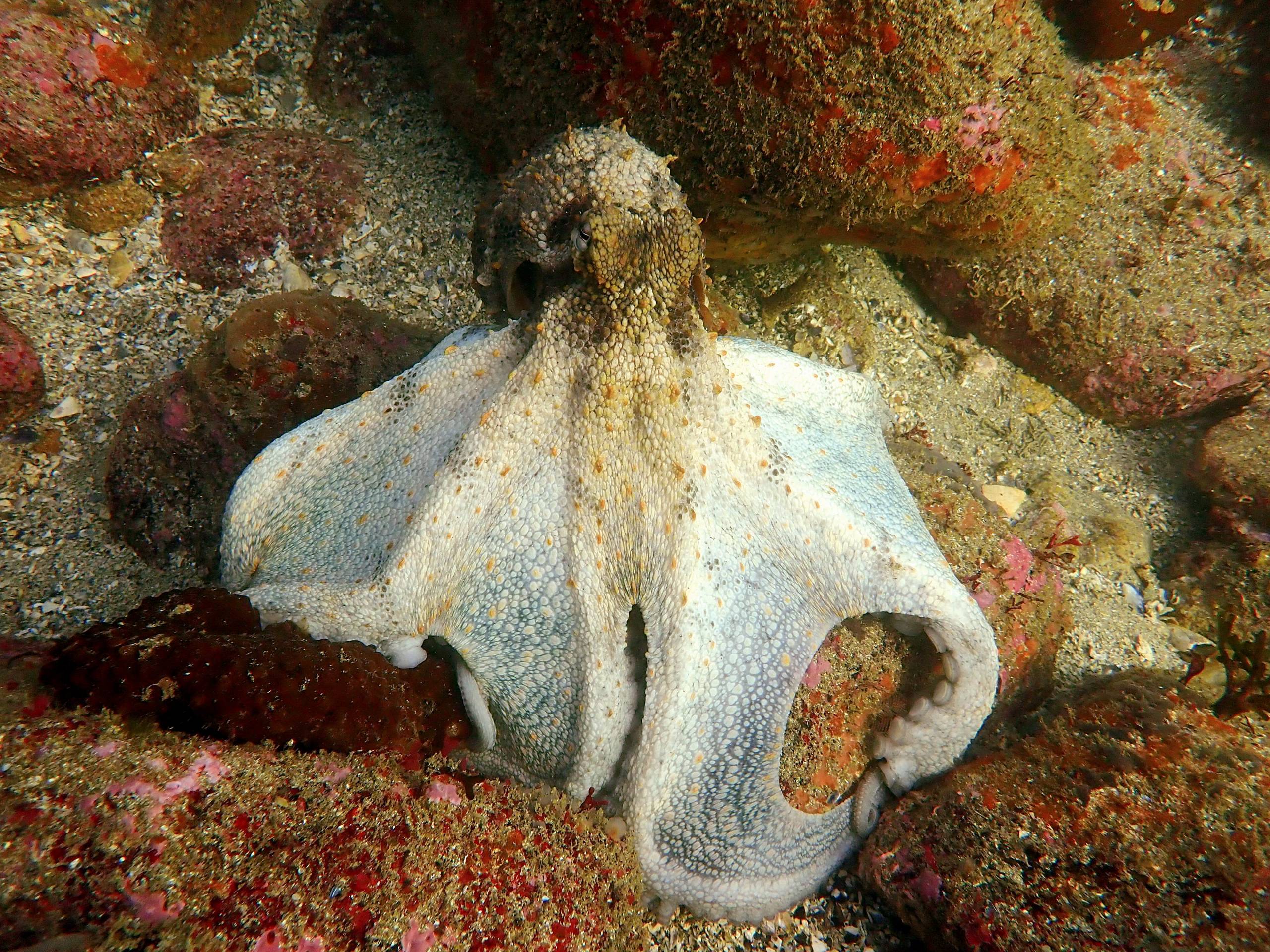 Z pulpo P1110145 scaled - ciesub